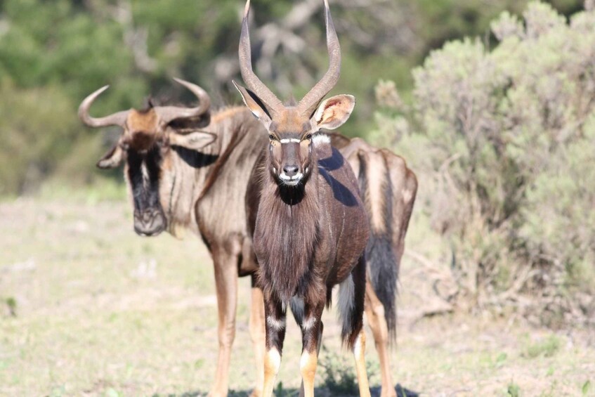 Hankey: Pabala Private Nature Reserve Game Drive with Snacks