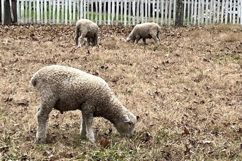 Leicester sheep in Colonial Williamsburg’s rare breed