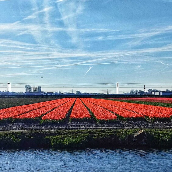 Picture 12 for Activity From Lisse: Flower Bike Tour Along Keukenhof and Flowerfarm