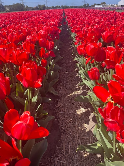 Picture 28 for Activity From Lisse: Flower Bike Tour Along Keukenhof and Flowerfarm