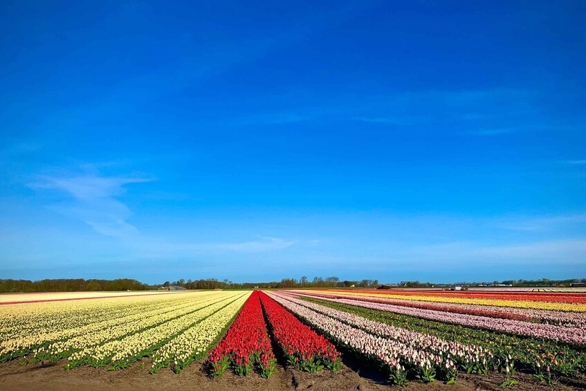 Picture 9 for Activity From Lisse: Flower Bike Tour Along Keukenhof and Flowerfarm