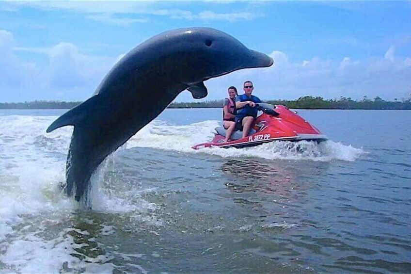 Jetski rentals dolphins sightseeing 