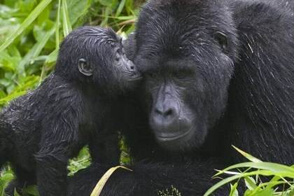 3-Day Private Guided Gorilla Trekking Uganda and Batwa Experience