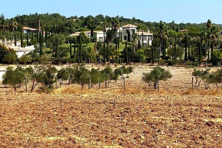 Drive through the outstanding scenery of olive orchards, pine trees to the local vinery.