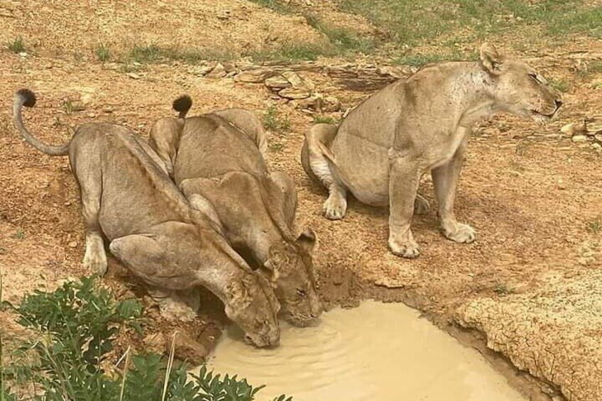 1-Day Private Safari in Mikumi from Zanzibar