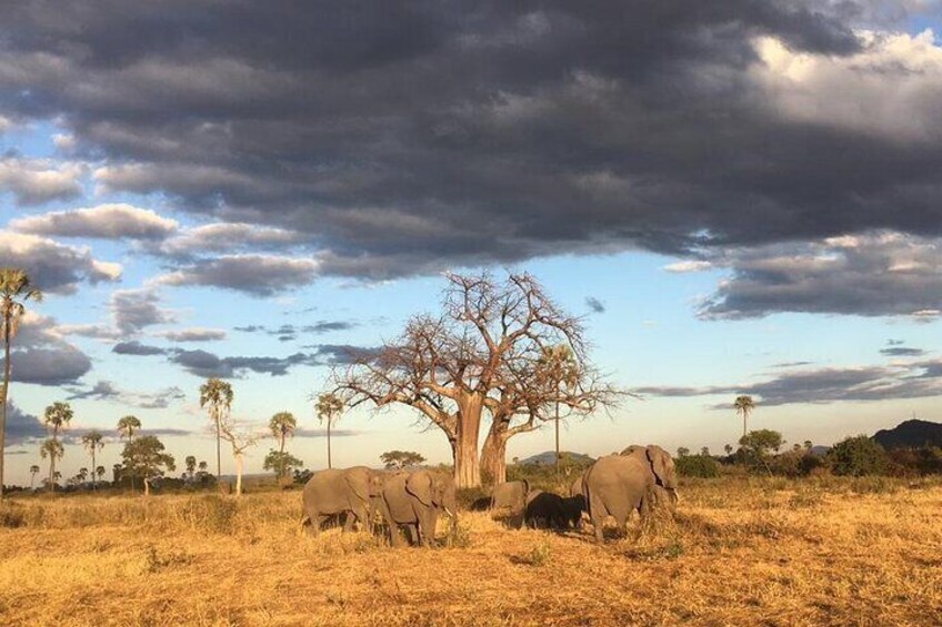 1-Day Private Safari in Mikumi from Zanzibar