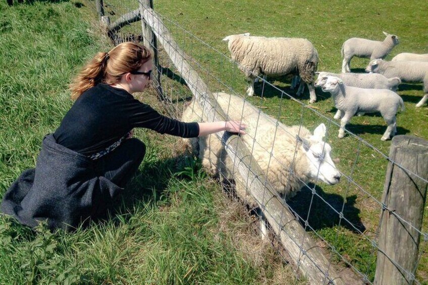 Texel Day Tour with Guide