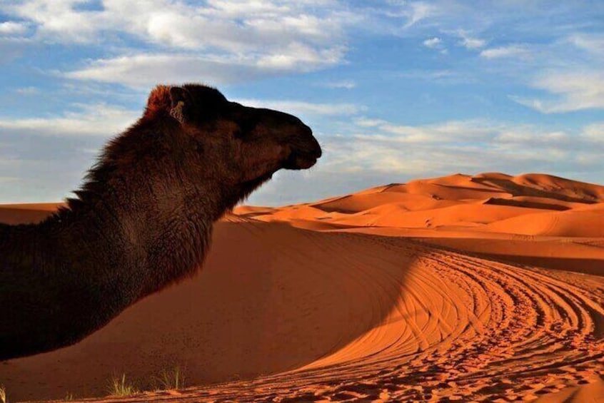 Camel trek with 1 night in a luxury desert camp with dinner