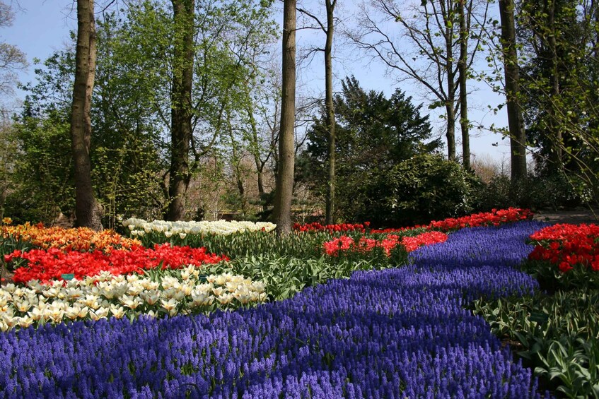 Picture 2 for Activity From Amsterdam: Private Day Trip to Keukenhof & De Tulperij