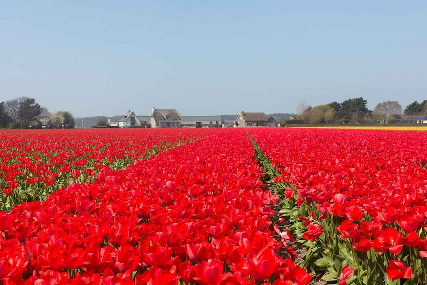 Picture 1 for Activity From Amsterdam: Private Day Trip to Keukenhof & De Tulperij