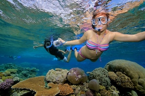 Great Barrier Reef Snorkel & Dive Cruise - 3 Reef Sites