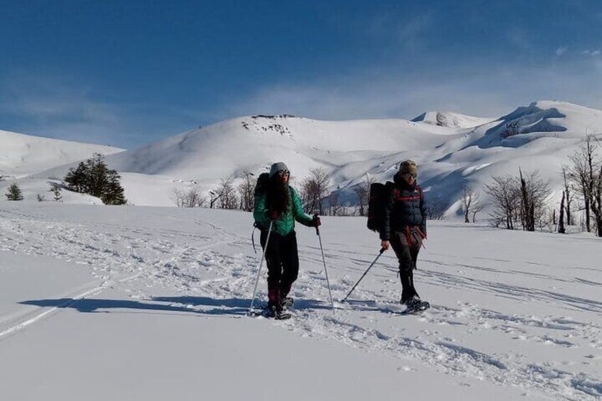 Walking towards the Araucarias forest