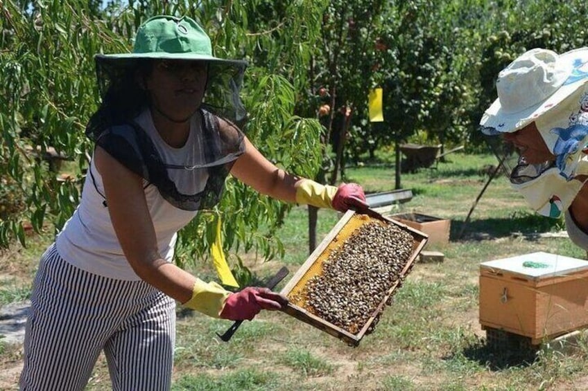 Honey farm