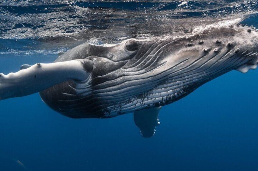 Whale trip to Tahiti on Punaauia