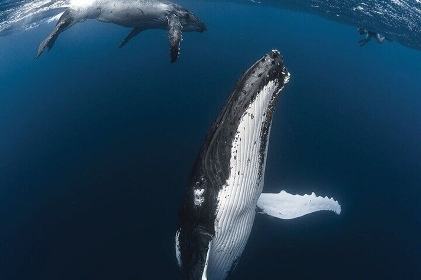 Whale Watching and Snorkeling