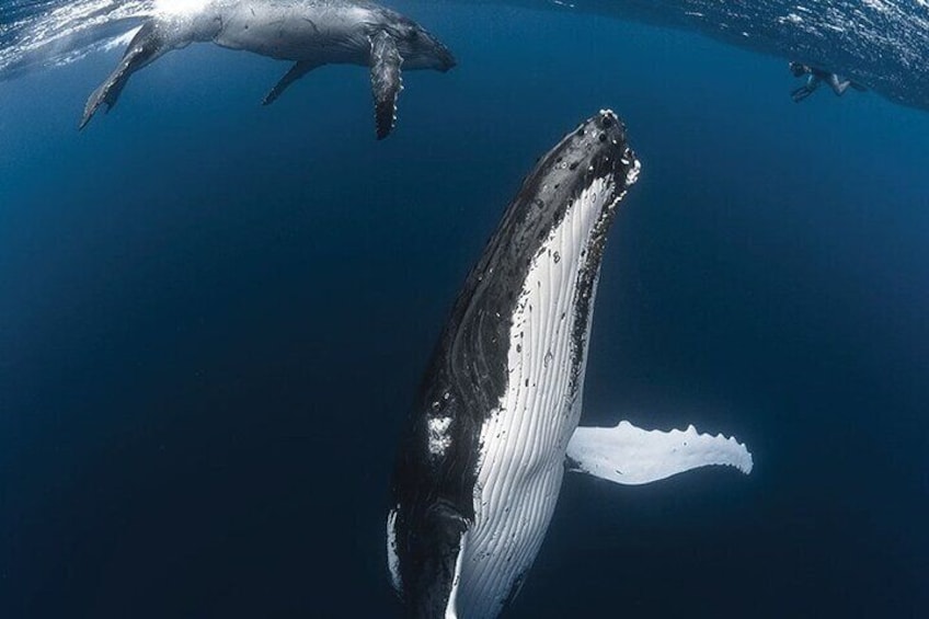 Whale trip to Tahiti on Punaauia