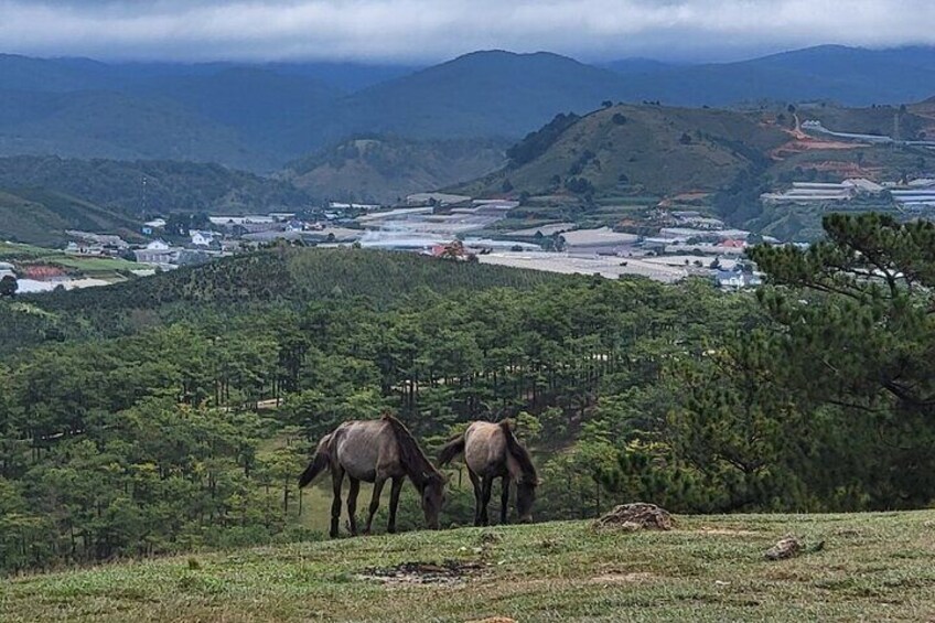 Wild Horses on The Trails