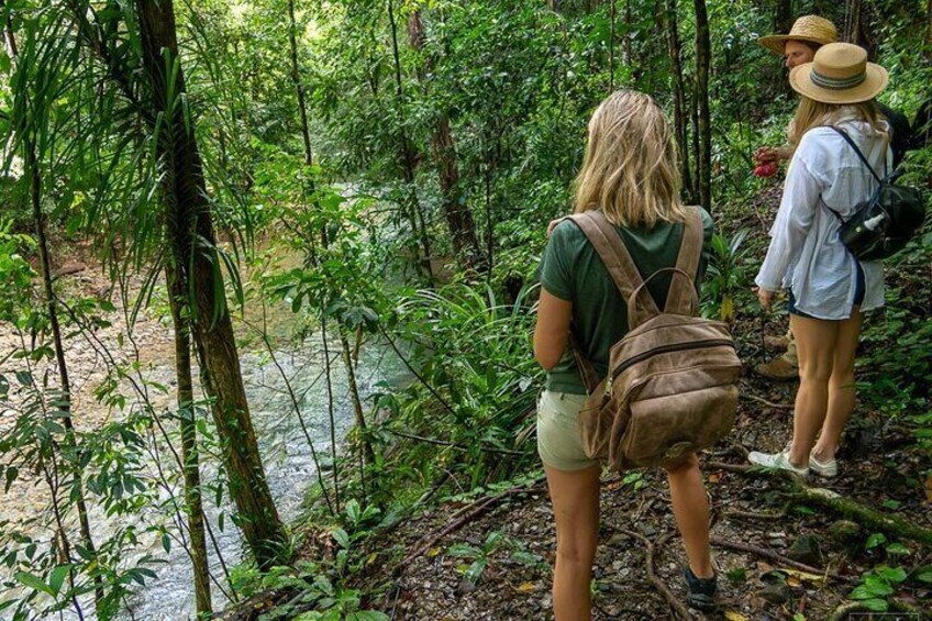 Daintree Rainforest Tour