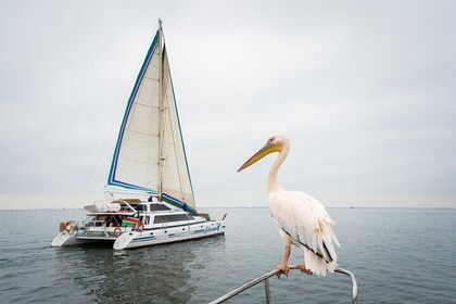 Sail Daily from Walvis Bay in search of the South Atlantic Marine Big 5