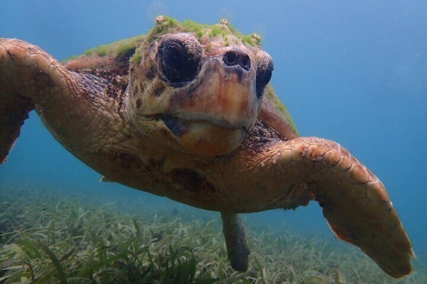 Swim With Turtles 