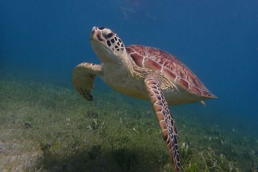 Swim With Turtles 