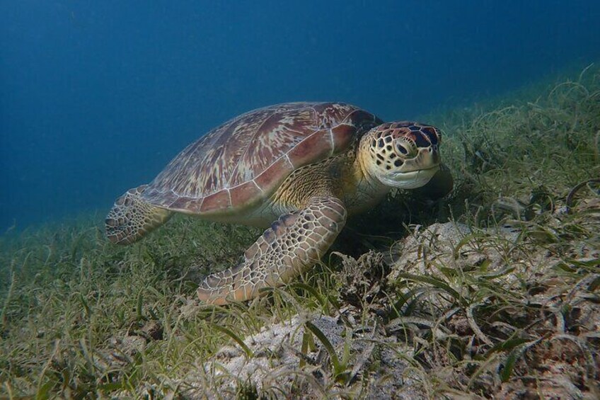 Swim With Turtles 