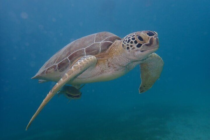 Swim With Turtles