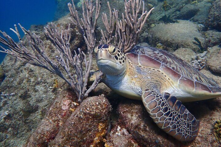 Swim With Turtles 