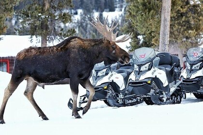 Turpin Meadow Ranch Snowmobiling in Jackson Hole