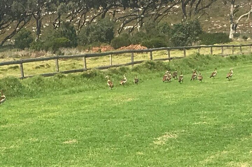 Ducks running around at a Ostrich farm nearby Cape of Good Hope nature reserve. 