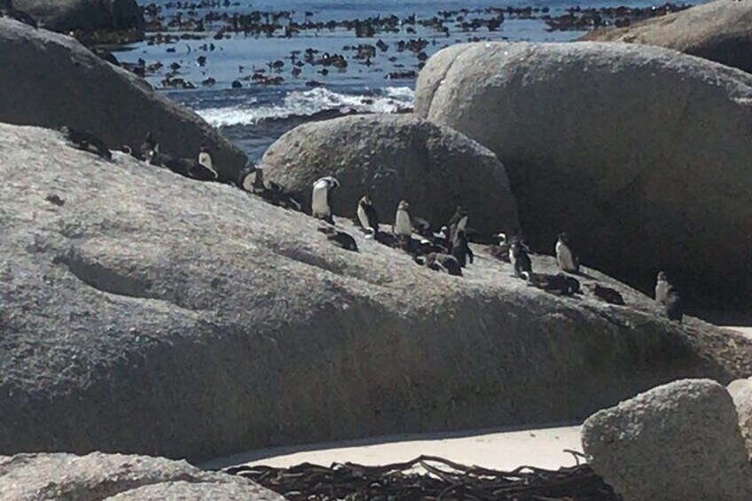 Boulders Beach. Where you found African Penguins. Penguins at their natural habitat. Very unique experience. 