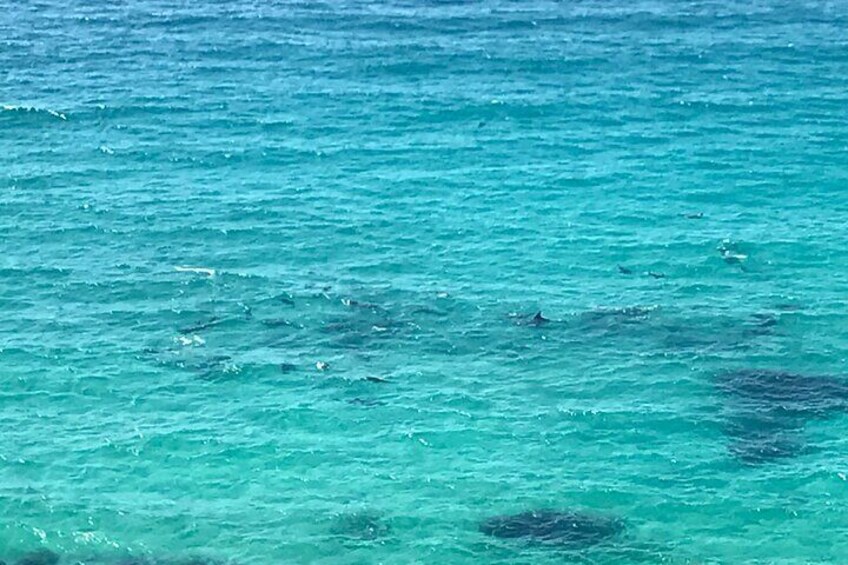 Pool of dolphins at Cape of Good Hope 