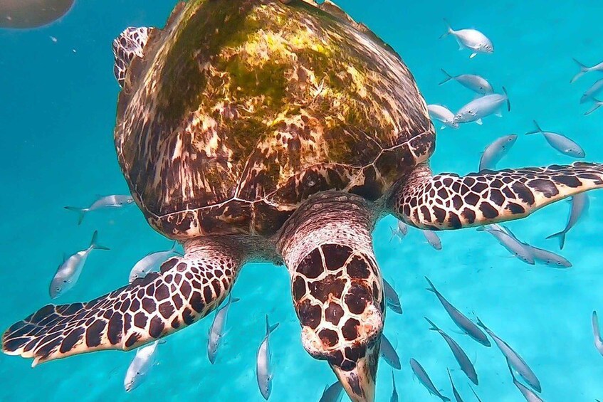 Picture 1 for Activity Bridgetown: Carlisle Bay Turtle and Shipwreck Boat Cruise