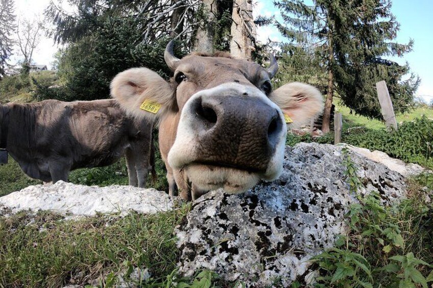 Private Full-day Guided Hike from Lucerne
