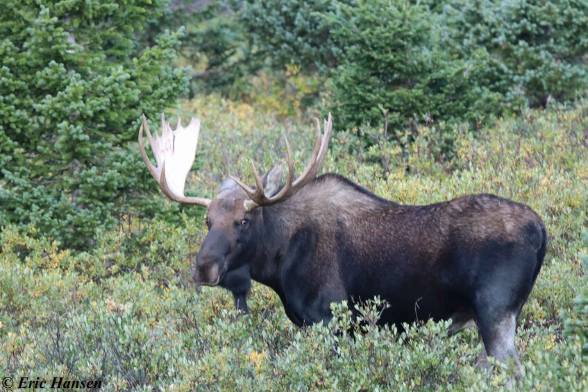 Picture 9 for Activity Estes Park: Bear Lake corridor Tour