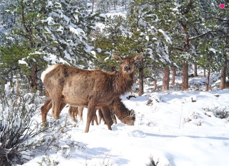 Picture 7 for Activity Estes Park: Bear Lake Corridor Tour