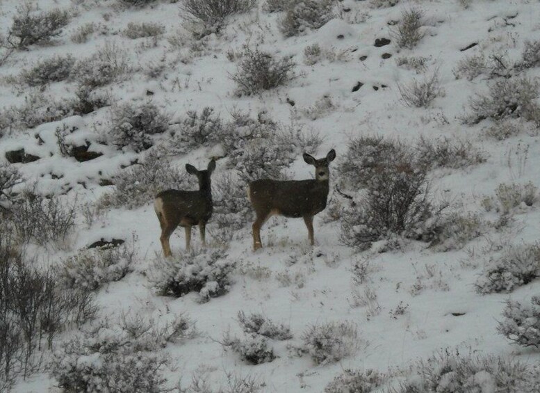 Picture 6 for Activity Estes Park: Bear Lake corridor Tour