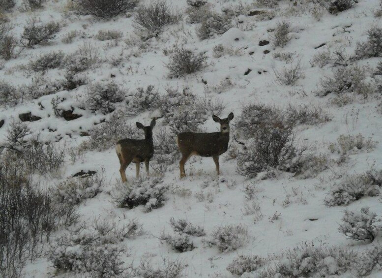 Picture 6 for Activity Estes Park: Bear Lake Corridor Tour