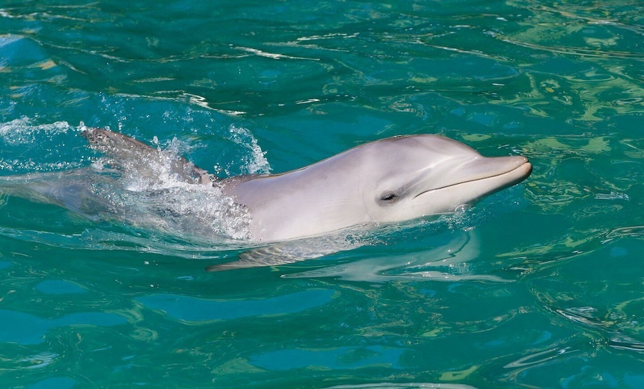 Picture 3 for Activity Port Stephens: Dolphin Watch Cruise with Swimming & Slides