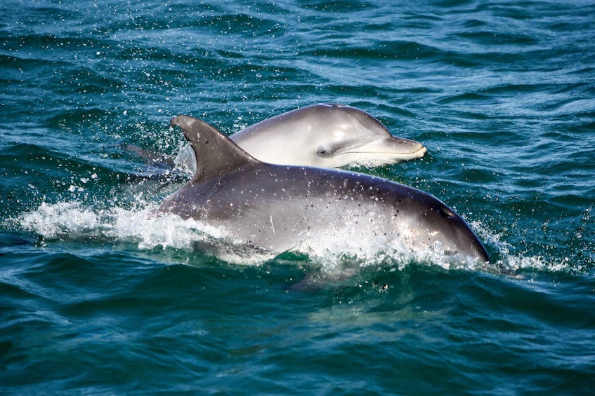 Picture 2 for Activity Nelson Bay: Dolphin Watching Cruise with Swimming & Slides