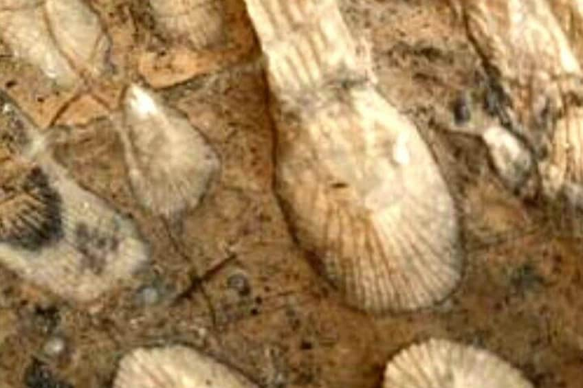 Fossils at Jebel Akhdar