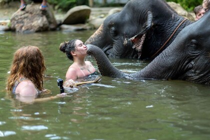 Khao Lak: Elefantpleje-oplevelse