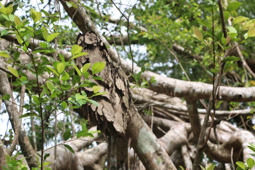 Picture 16 for Activity Khao Lak: Sri Phang Nga Canoe and Tam Nang Waterfall Tour