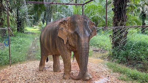 Khao Sok: Ethical Elephant Sanctuary Visit