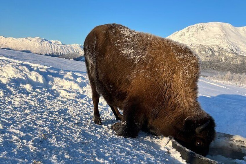 Ultimate Anchorage Winter Wildlife & Sunset Tour