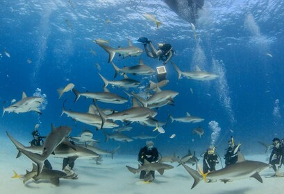 Viajes de aventura de buceo con tiburones con 2 tanques