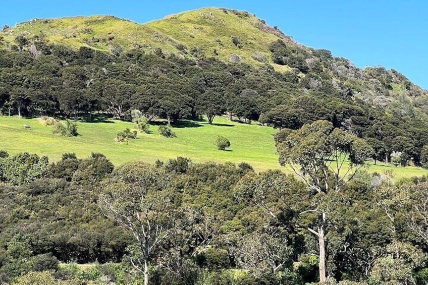 Te Putiki O Katue matamoe, Waiheke Island