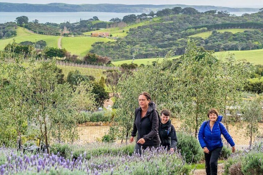 Walking on Waiheke Island