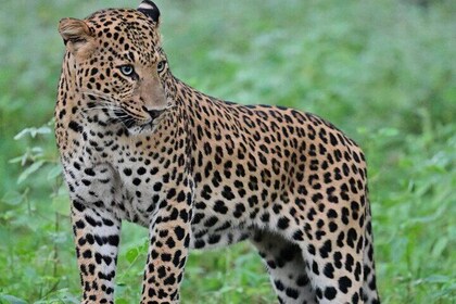 Jaipur Leopard Safari at Jhalana