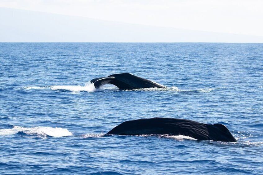 2.5 Hour Whale Watching Experience in Kona